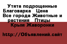 Утята подрощенные Благоварка › Цена ­ 100 - Все города Животные и растения » Птицы   . Крым,Жаворонки